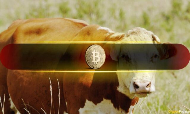 Bitcoin_Bull.jpg