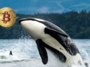 Whales move 15,054 Bitcoin worth $1.9B into exchanges today