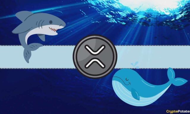 xrp_shark_whale_cb.jpg