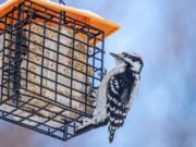 Winter Bird Feeding Tips for the Peak of Bird Watching Season (2026)