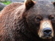 XRP Technical Outlook Flips Bearish as Psychological Support at $2.00 Tested