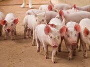 Feds Seize $61 Million in Tether Linked to ‘Pig Butchering’ Crypto Scams