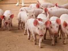 Feds Seize $61 Million in Tether Linked to ‘Pig Butchering’ Crypto Scams