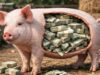 NY Attorney General Warns of ‘Pig Butchering’ Scams as Crypto Fraud Losses Surge