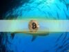 Are Whales Tightening Their Grip on Bitcoin Exchange Supply?
