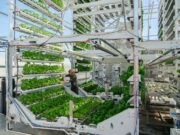Canopii looks to succeed where past indoor farms have not