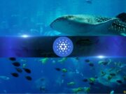 Cardano Whale Wallets Hit 4-Month High as ADA Stays Depressed