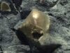 A ‘Golden Orb’ on the Ocean Floor Came From a Mysterious Animal