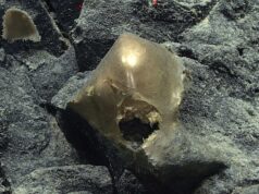 A ‘Golden Orb’ on the Ocean Floor Came From a Mysterious Animal